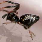 Argyrodes sp