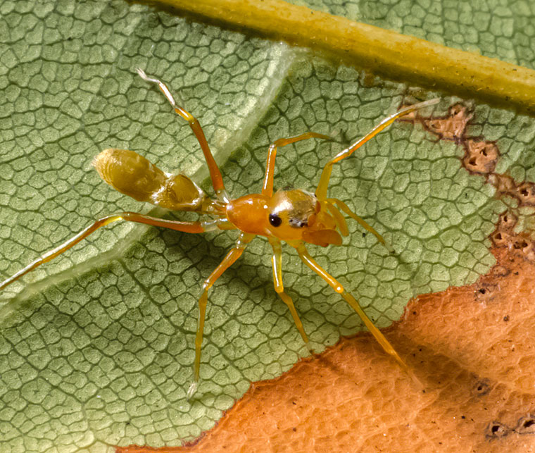 Salticidae Myrmarachne smaragdina 