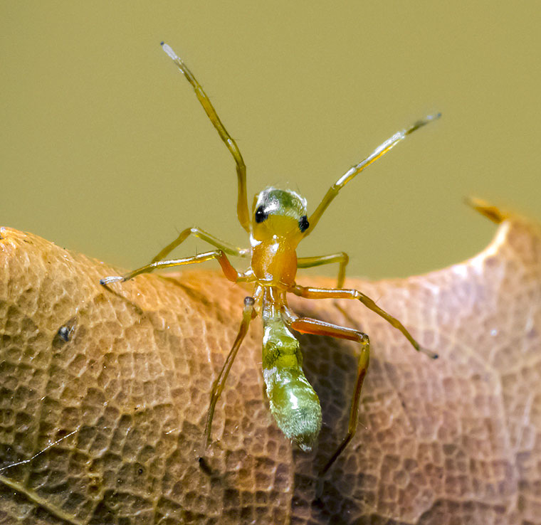 Salticidae Myrmarachne smaragdina 