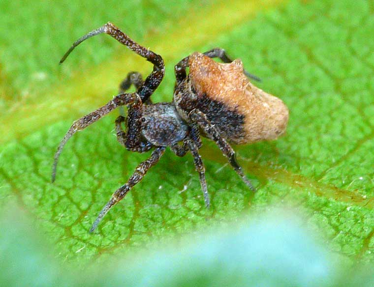 Uloborus sp 