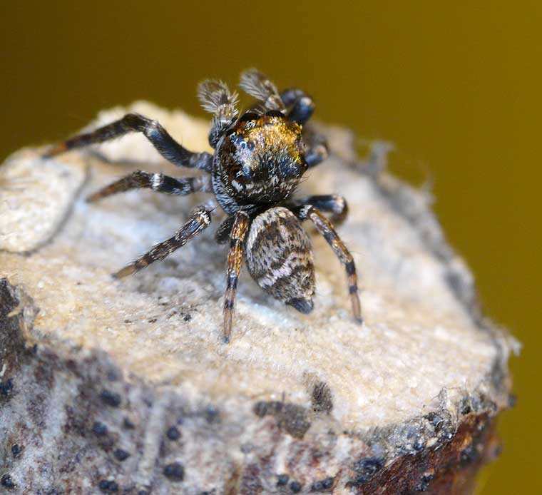 Euryattus bleekeri