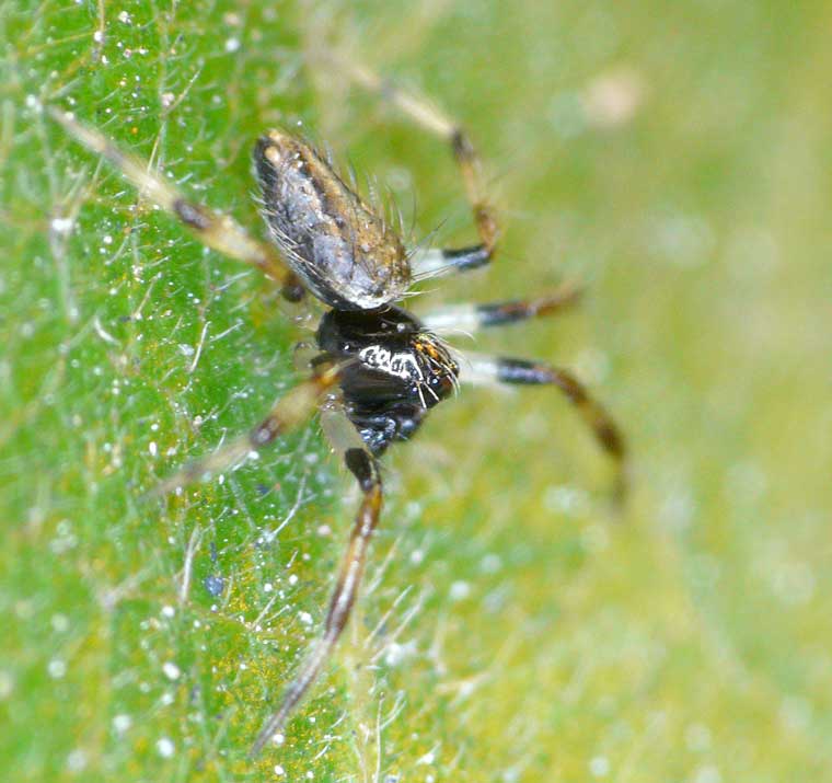 Euryopis elegans or related species