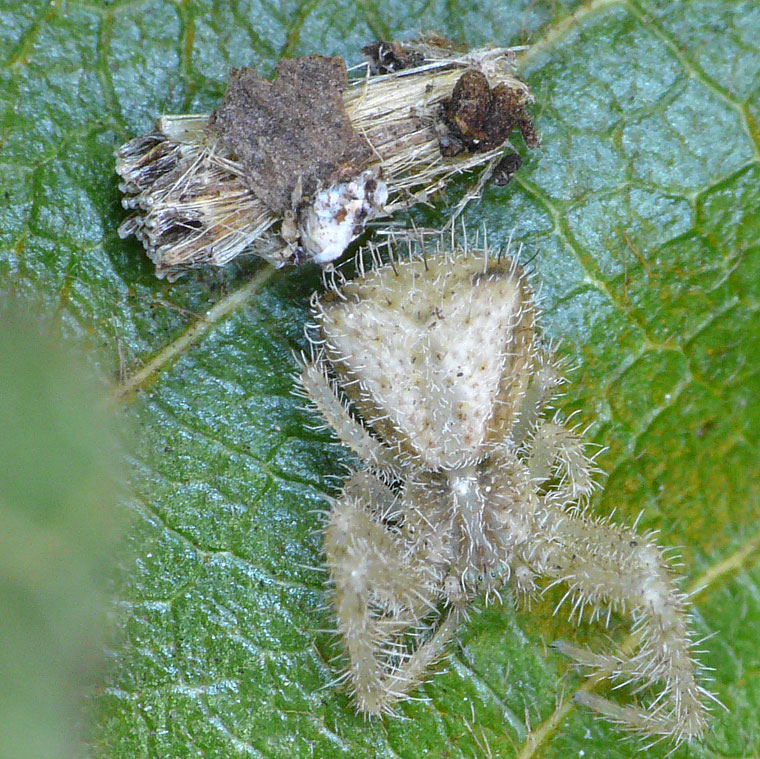 Sidymella hirsuta