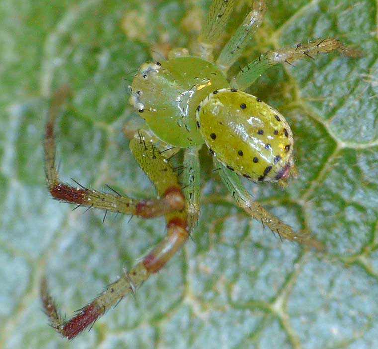 Diaea evanida male