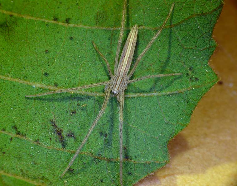 Tibellus tenellus