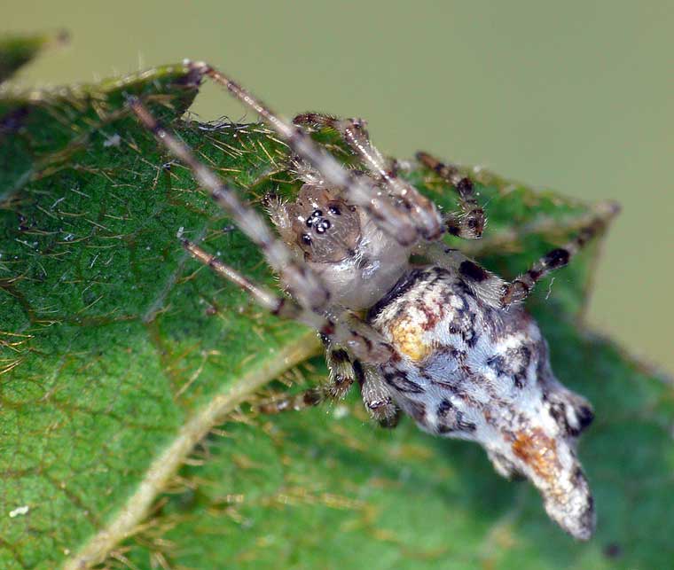 Cyclosa insulana