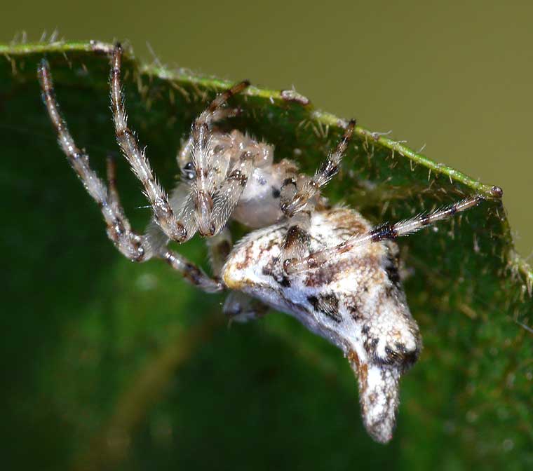 Cyclosa insulana