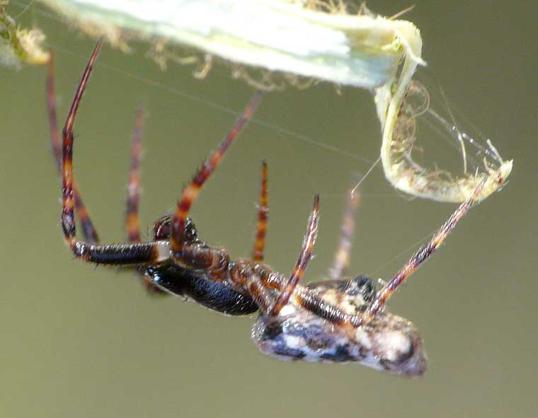 Cyclosa insulana