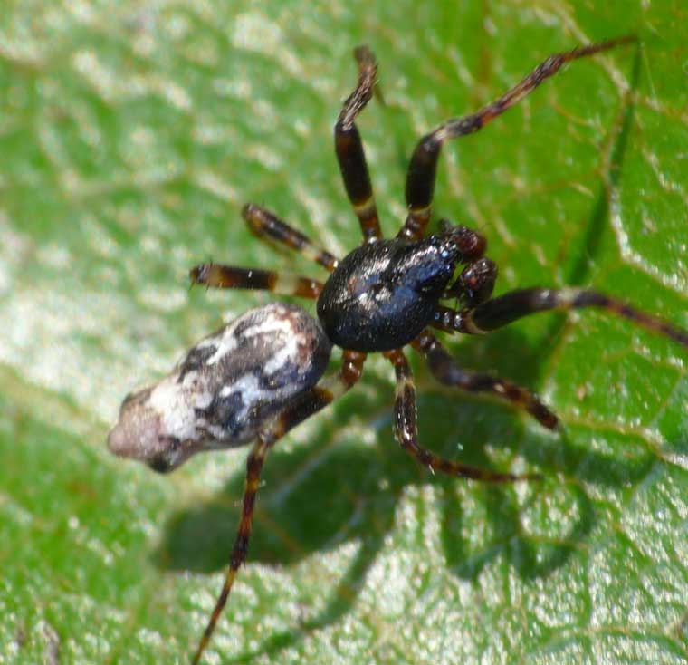 Cyclosa insulana