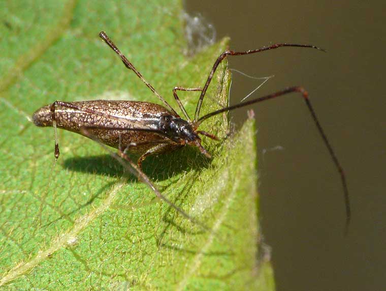 Argyrodes sp