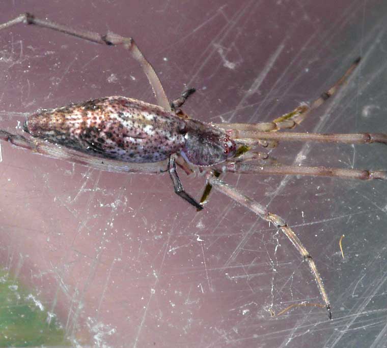 Episinus sp