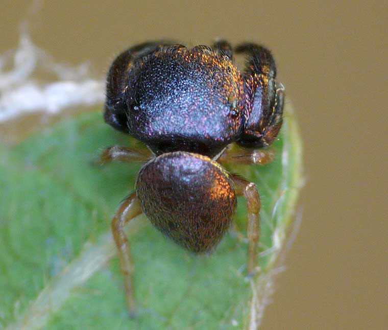 Simaethula sp