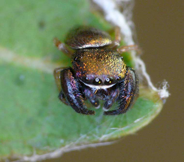 Simaethula sp