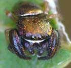 Simaethula sp