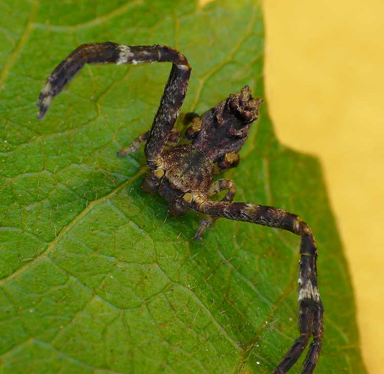 Sidymella sp