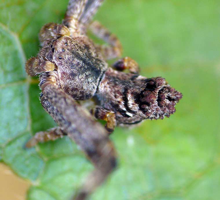 Sidymella sp