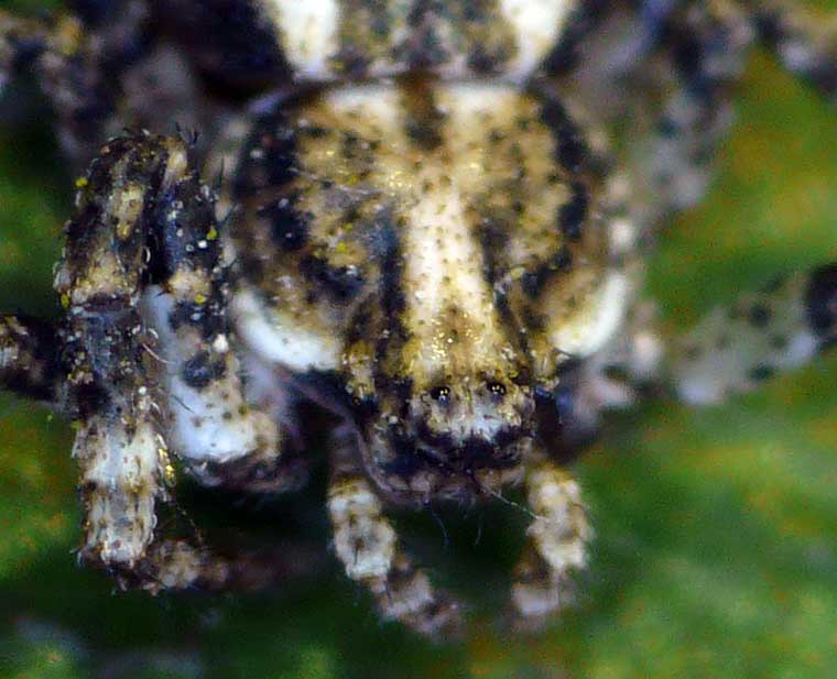 Closeup of eyes