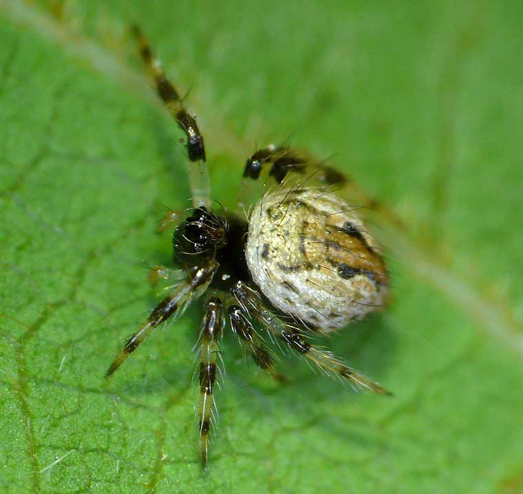 Europis elegans