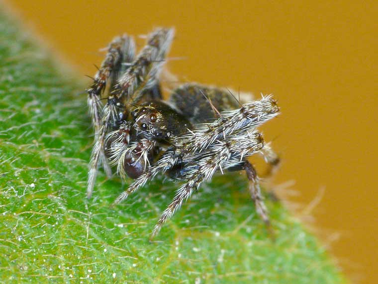 Araneus acuminatus