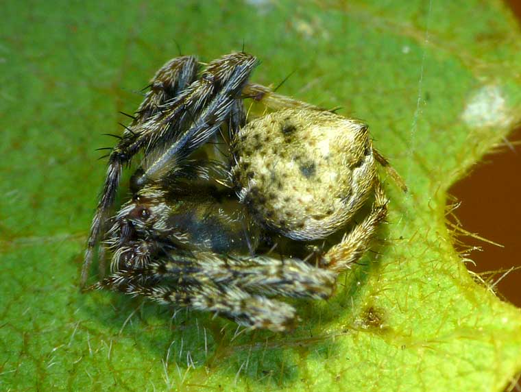 Araneus acuminatus