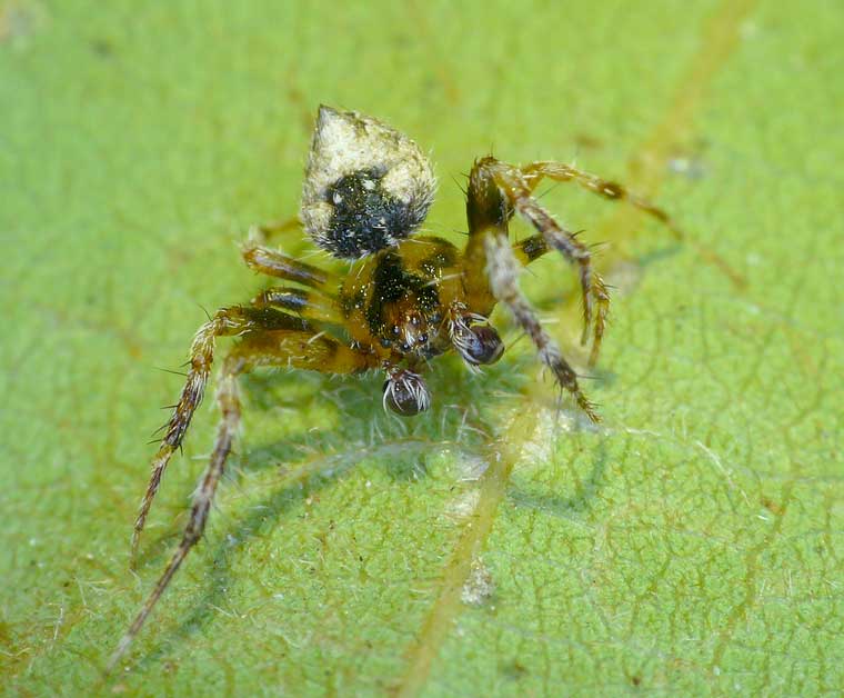 Araneus acuminatus