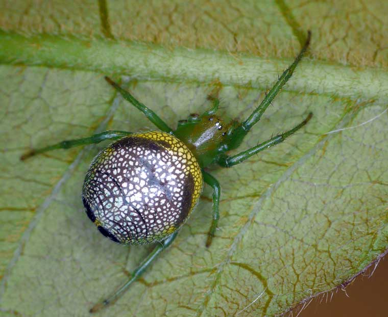 Araneus praesignus