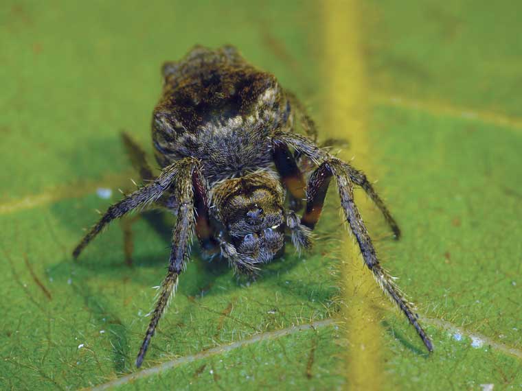 Carepalxis sp. 