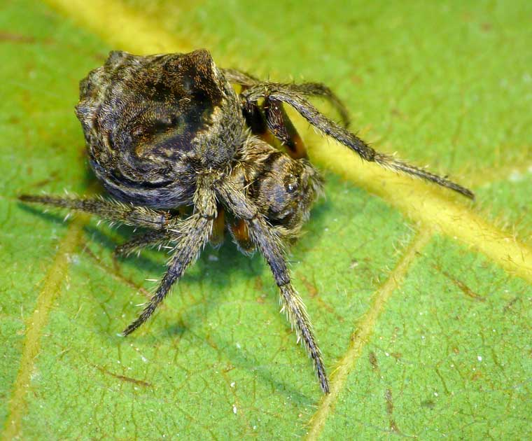 Carepalxis sp. 