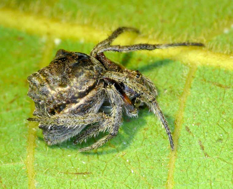 Carepalxis sp. 