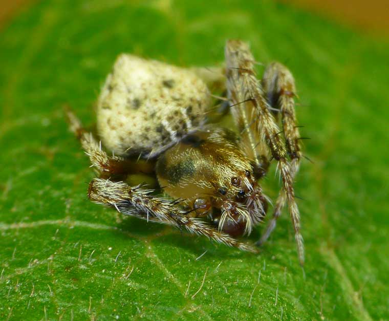 Araneus acuminatus