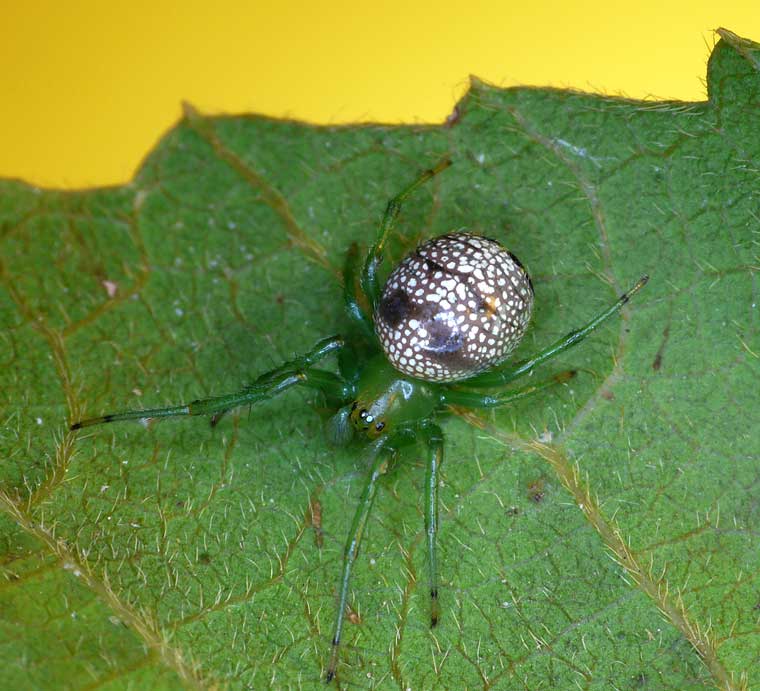 Araenus praesignis male