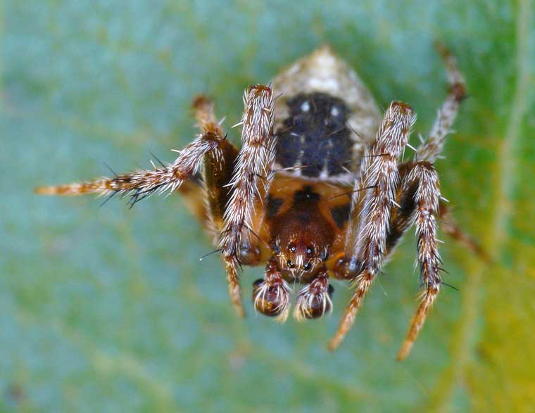 Araneus acuminatus