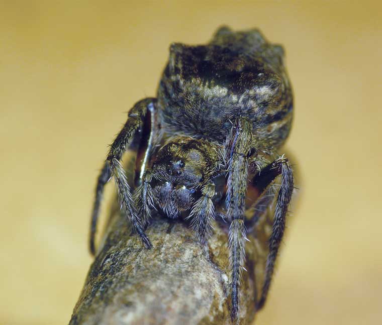 Carepalxis sp. 