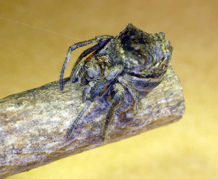 Carepalxis sp. 