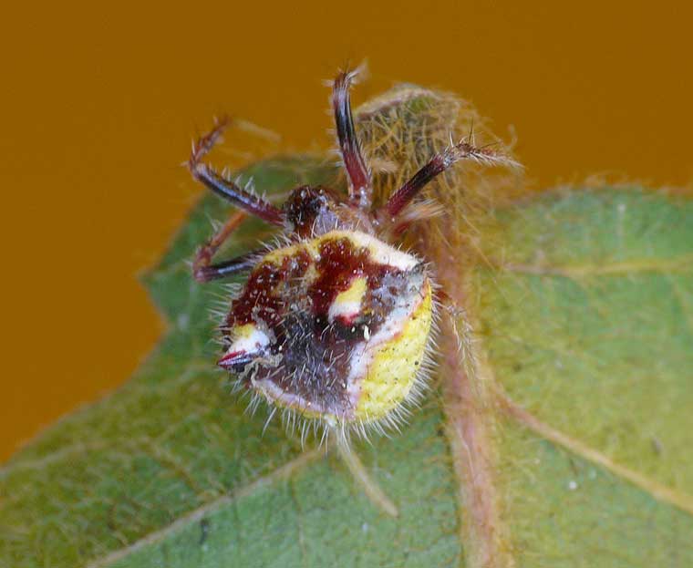 Poecilopachys australasica