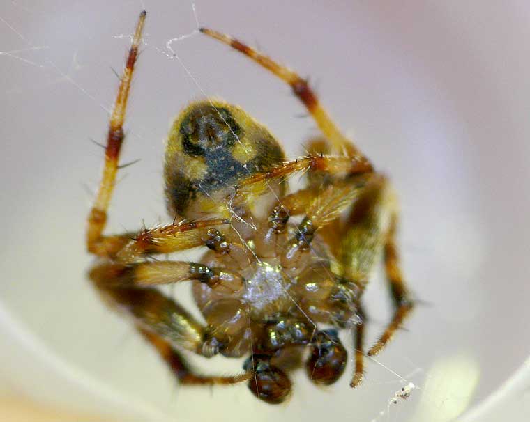 Araneus acuminatus