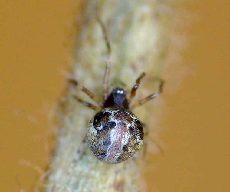 Achaearanea sp