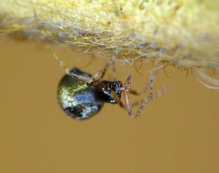 Achaearanea sp