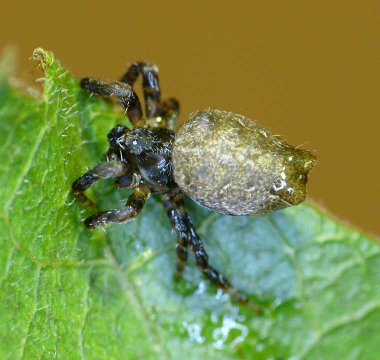 Cyrtophora exanthematica