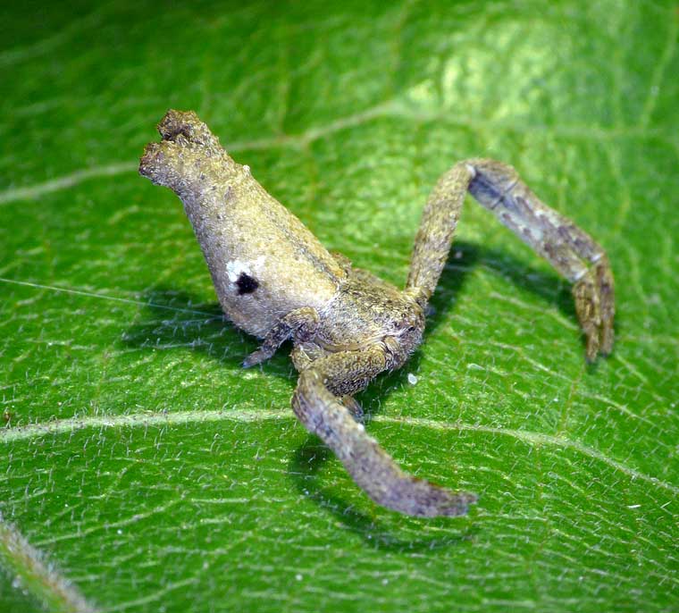 Sidymella sp