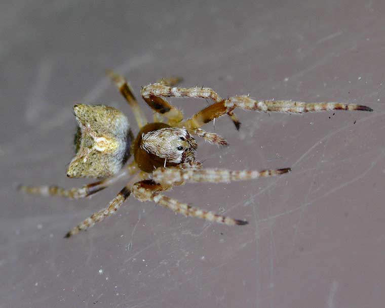 Araneus arenaceus