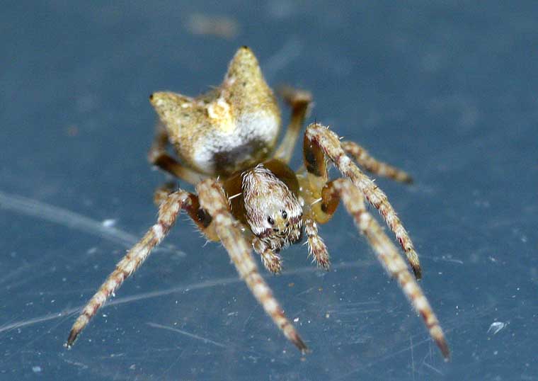 Araneus arenaceus