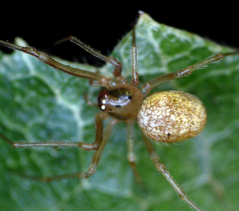 Anelosimus sp? or Euryopis?