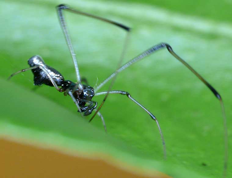 Argyrodes rainbowi