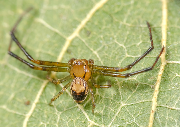 Lehtinelagia sp. nov. Tamborine 1