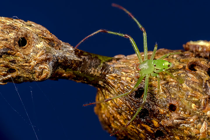 Lehtnelagia sp. nov. male adult