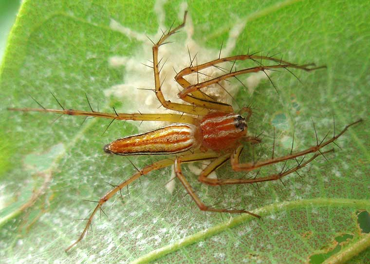 Oxyopes