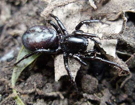 Ant Spider