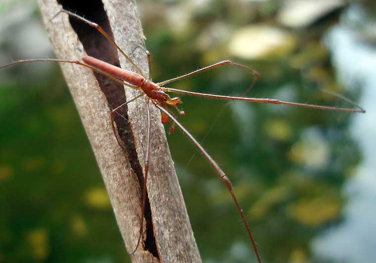 Tetragnatha