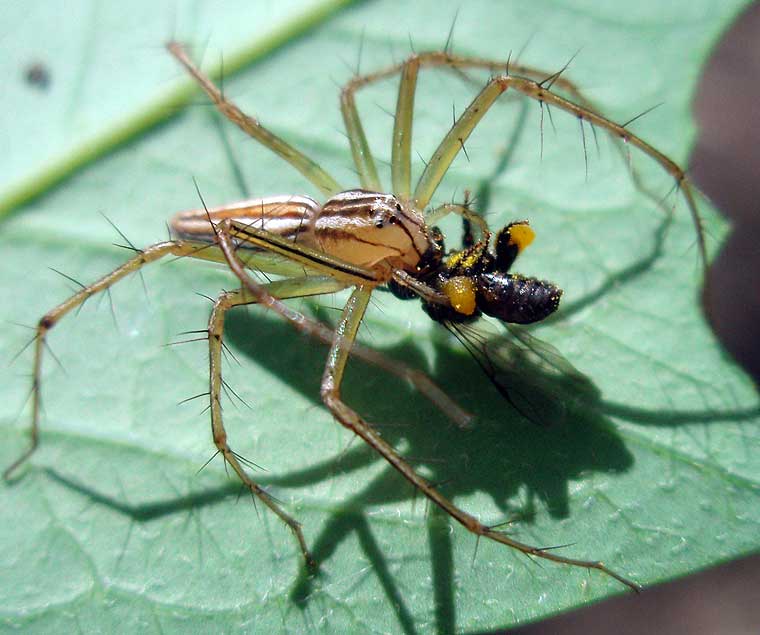 Oxyopes